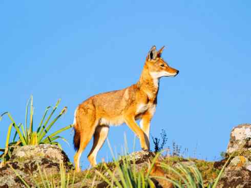 犬科：犬亚科犬属之西门豺、侧纹豺（胡狼类）