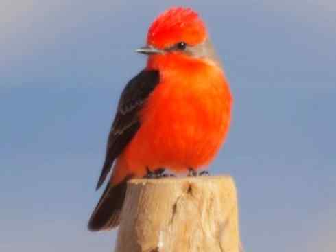 极品红色鸟类:朱红霸鶲 极品红色鸟类:朱红霸鶲