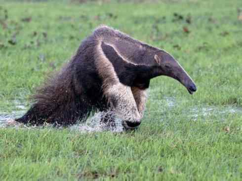 盘点十二大著名食蚁动物:食蚁兽 盘点十二大著名食蚁动物:食蚁兽