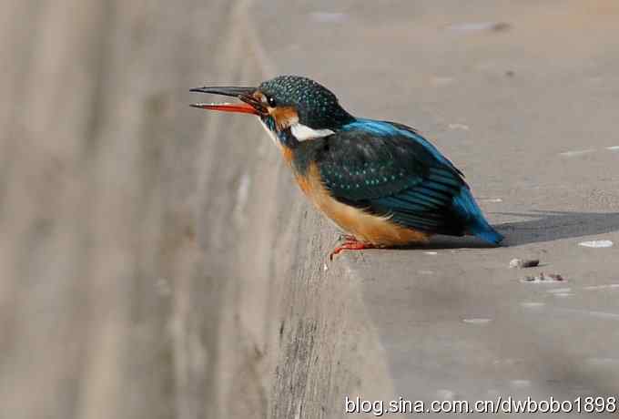 新年第一炮:小翠抓虾 新年第一炮:小翠抓虾