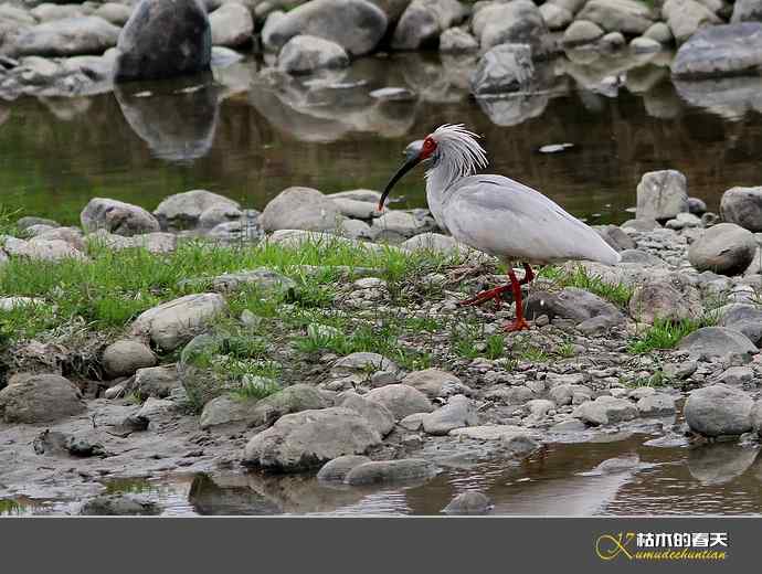 洋县拍鸟：珍禽鈥斨禧q