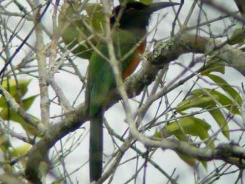 绝色攀禽:佛法僧目之蜂虎 绝色攀禽:佛法僧目之蜂虎