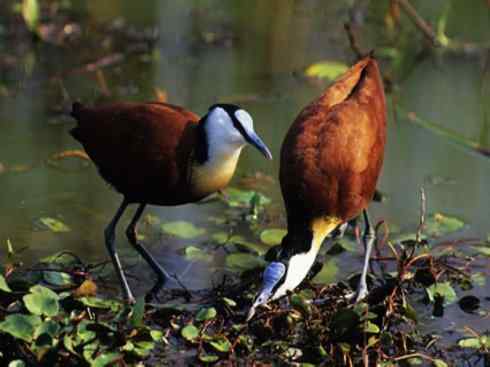 奇特的盔：非洲雉鸻