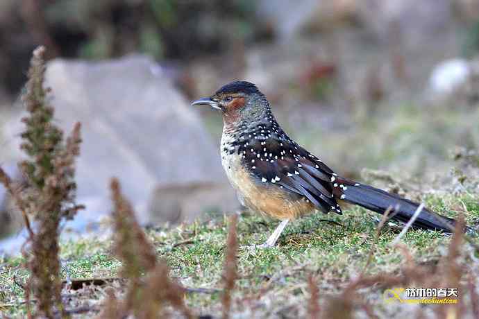 帕姆岭拍的鈥湸笤腽题