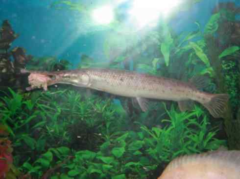 鱼类活化石：鳄雀鳝