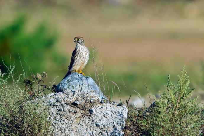 【野鸭湖的鸟】灰背隼 【野鸭湖的鸟】灰背隼