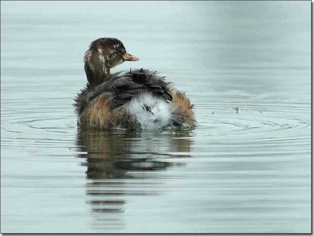 奥体公园观赏小鸊鷉
