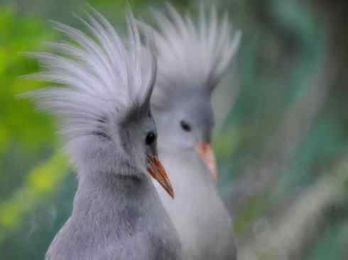 绝色攀禽:戴胜与林戴胜 绝色攀禽:戴胜与林戴胜