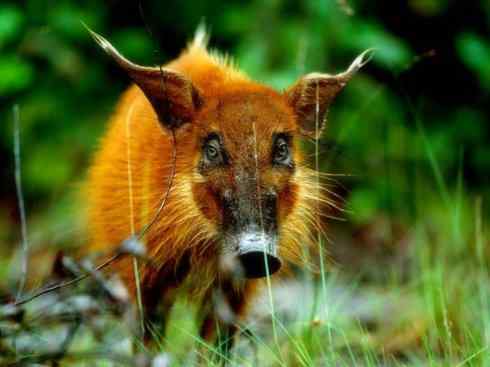 动物世界：山寨还是原创之四