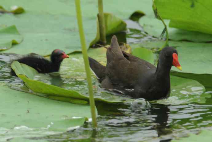 再拍黑水鸡（纪实）1