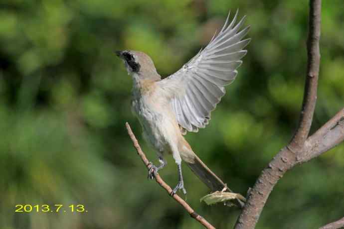 207.小伯劳成长记（3）亲鸟育儿篇
