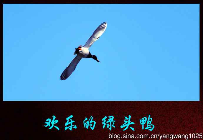 北京动物园的鸟类——欢乐的绿头鸭