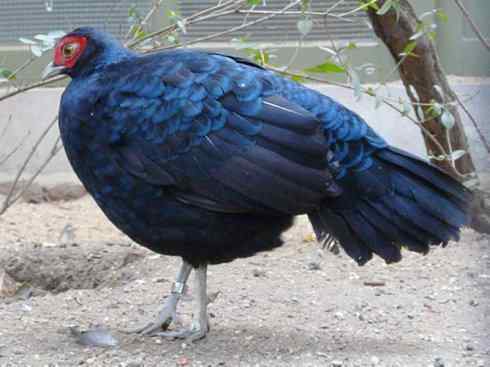 凤凰：传说中的鸟原型探秘（鹇）