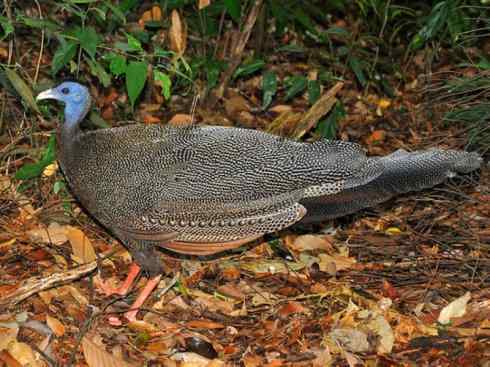 凤凰:传说中的鸟原型探秘(大眼斑雉) 凤凰:传说中的鸟原型探秘(大眼斑雉)