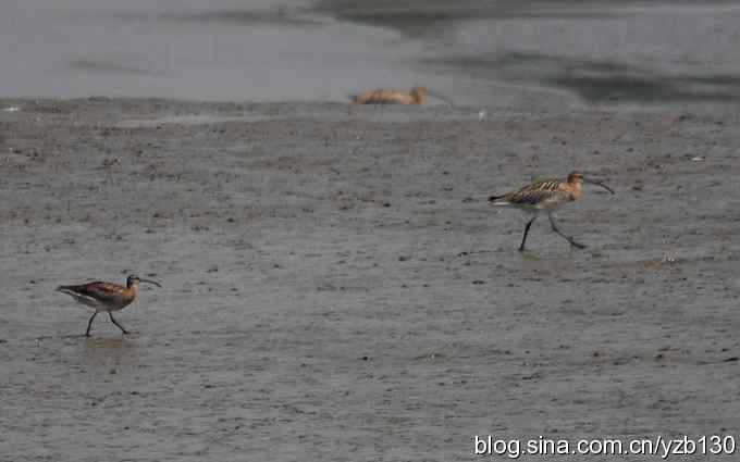 打到一只杓鹬,高兴ing鈥︹Γㄗ橥迹 打到一只杓鹬,高兴ing鈥︹Γㄗ橥迹
