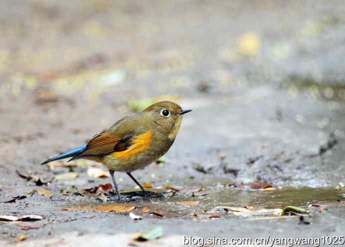 雌性红胁蓝尾鸲（3）