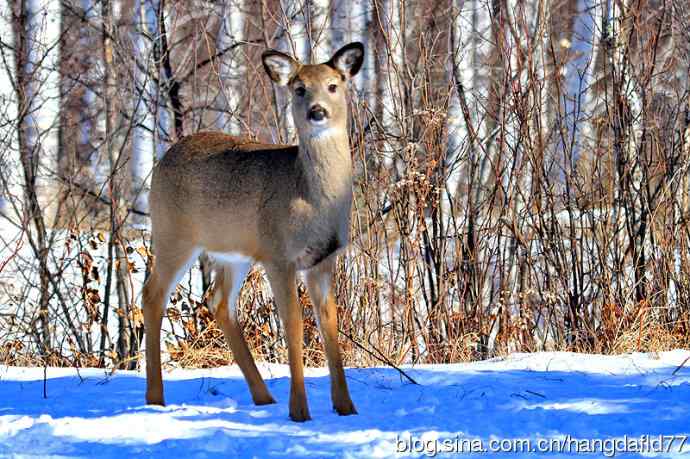 雪地野鹿