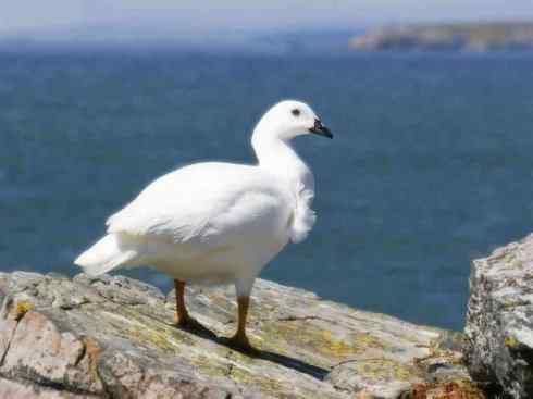 凤凰：传说中的鸟原型探秘（鹇）