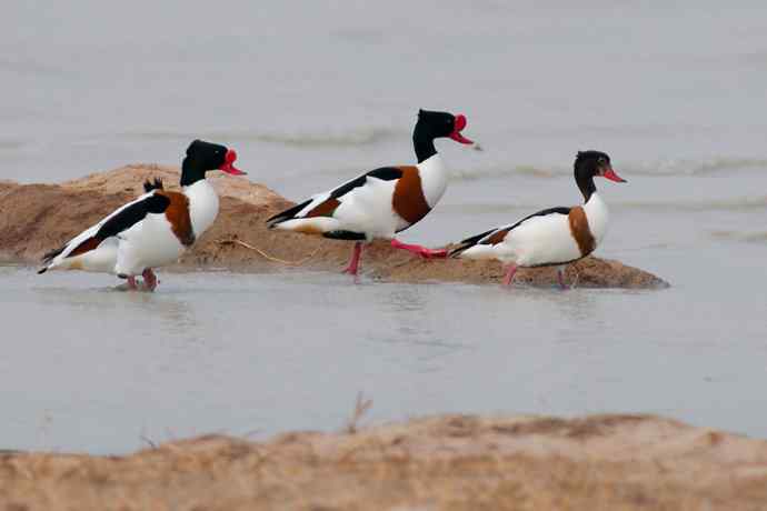 科尔沁湿地的翘鼻麻鸭 科尔沁湿地的翘鼻麻鸭