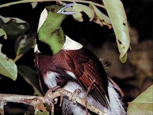 美丽无罪：雀鸟之极乐鸟