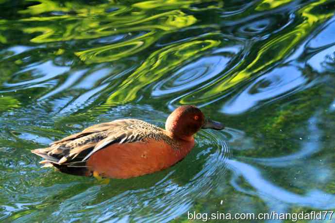 美国鸟类摄影——桂红鸭