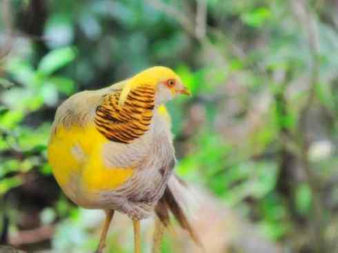 家禽驯化之源之八