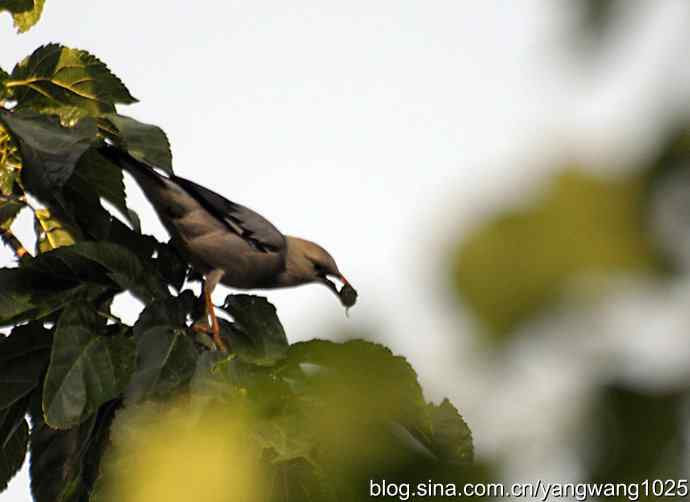 桑树上的北椋鸟、丝光椋鸟 桑树上的北椋鸟、丝光椋鸟