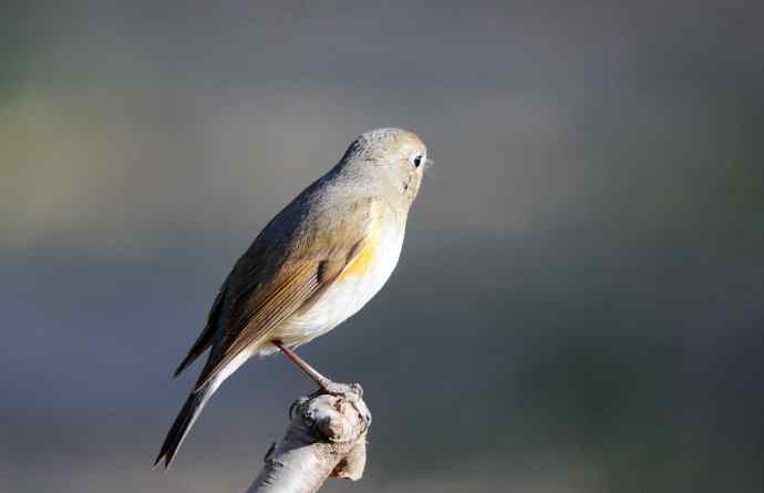 雌性红胁蓝尾鸲(41) 雌性红胁蓝尾鸲(41)