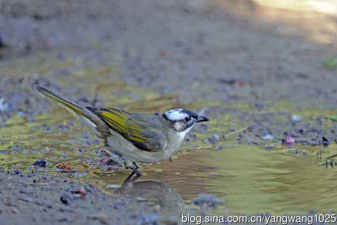 白头鹎（随拍）2