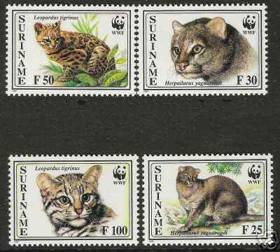 细腰猫 Herpailurus yaguarondi