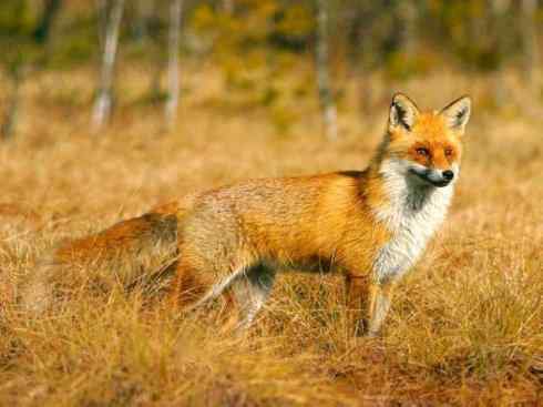 狈：传说的兽原型探秘（狐）