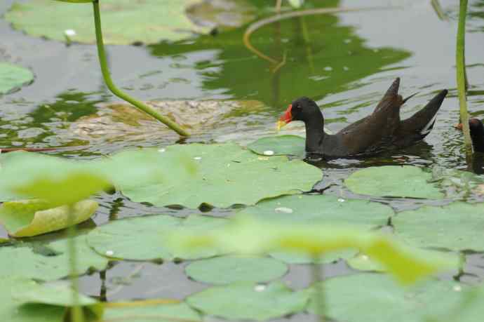 再拍黑水鸡（纪实）1