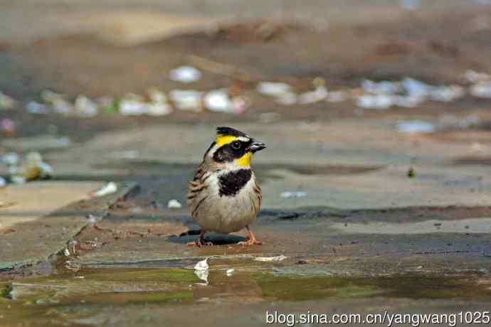 雄性黄喉鹀(6) 雄性黄喉鹀(6)