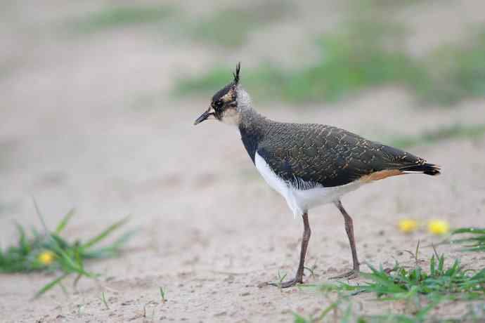 燕鸻与麦鸡（周末野鸭湖）