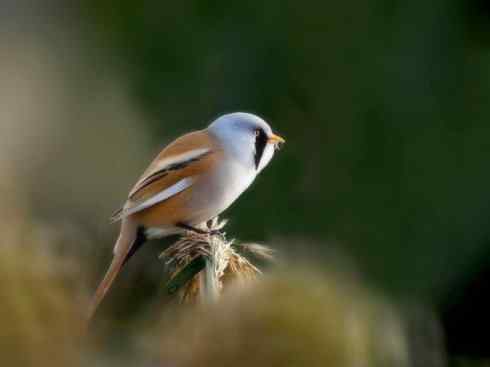 家禽驯化之源之二十