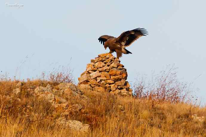 草原有约. wbr夕阳下与草原雕一家敖包相会