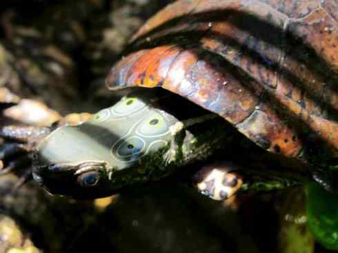 玄武:传说的兽原型探秘(潮龟) 玄武:传说的兽原型探秘(潮龟)