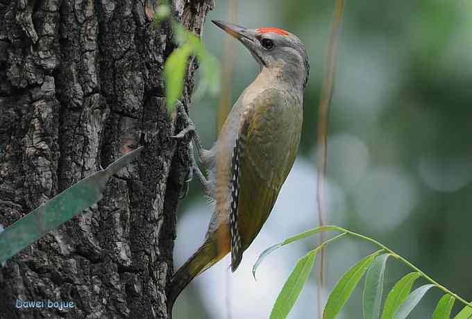 植物园:紫背.白眉和绿啄 植物园:紫背.白眉和绿啄