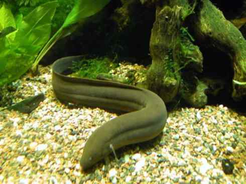 鱼类活化石：美洲肺鱼