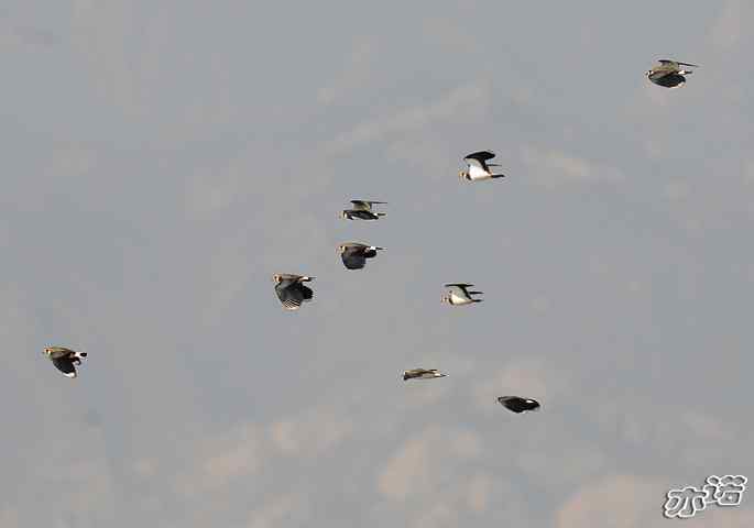 官厅水库&nbsp;wbr路&nbsp;wbr凤头麦鸡