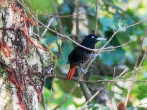 美丽无罪:雀鸟之朱鹂 美丽无罪:雀鸟之朱鹂