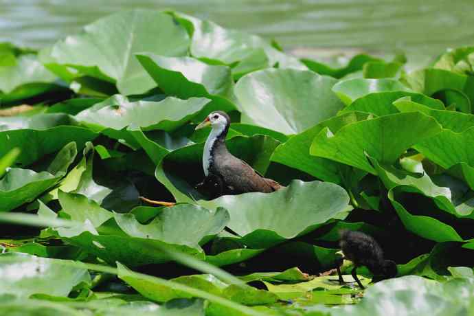碧波芙蕖间的白胸小秧鸡