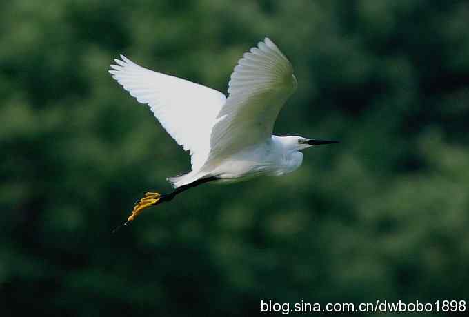 鸟友同游怀沙河 鸟友同游怀沙河