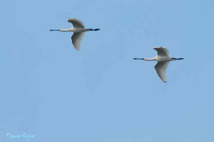 沙河邂逅白琵鹭和翘鼻麻鸭