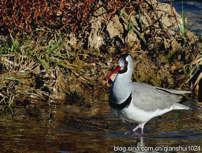 再遇鹮嘴.喜出望外