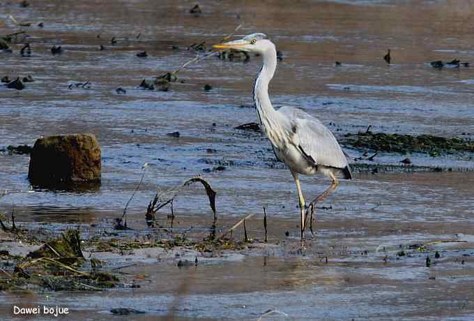 翩然红翅和十渡的那些鸟