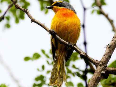 美丽无罪：雀鸟之丛伯劳