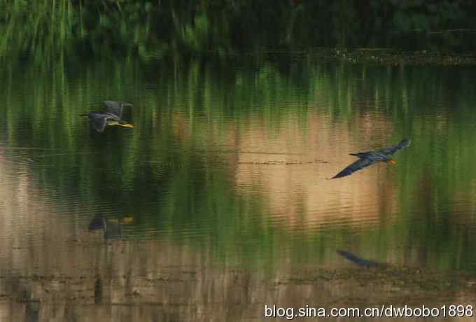 冒酷暑寻拍绿鹭 wbr长途奔袭古北口