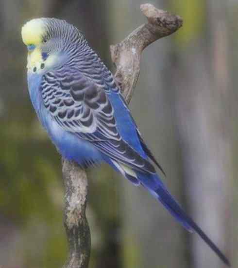 家禽驯化之源之七