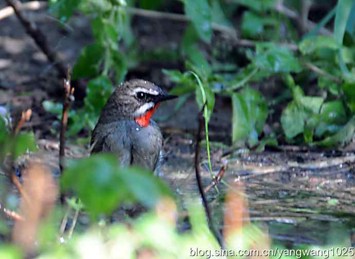 红喉歌鸲(雄性)续2 红喉歌鸲(雄性)续2